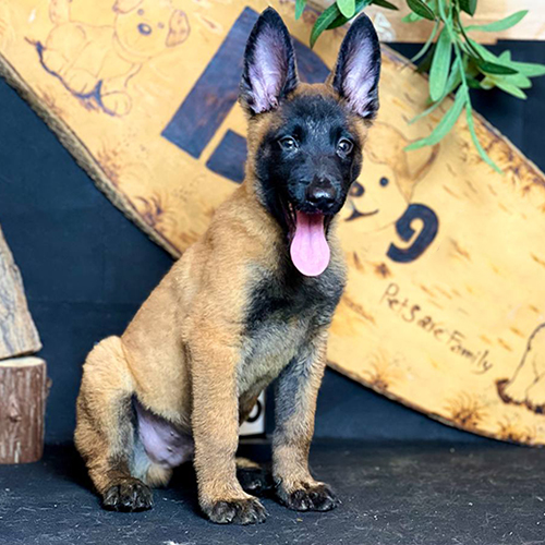 Chó Malinois con 2 tháng tuổi lông vàng đen, tai dựng, ngồi nhìn máy ảnh