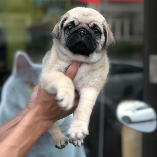 Chó Pug vàng mặt xệ được bế bằng một tay, biểu cảm dễ thương và ngầu