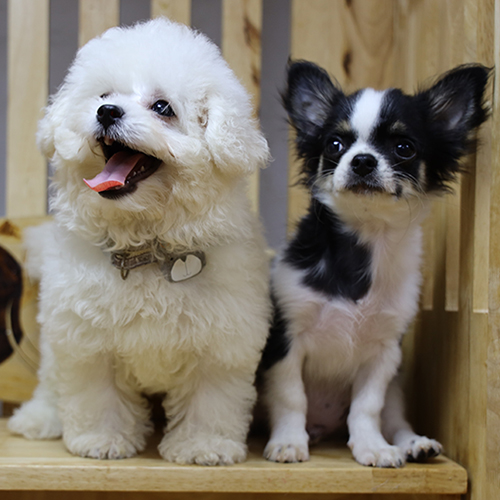 Bichon trắng Margarita và Chihuahua bò sữa Muffin đáng yêu.