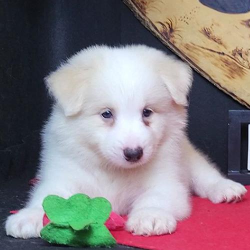 Chó Border Collie vàng trắng nằm cạnh đồ chơi xanh