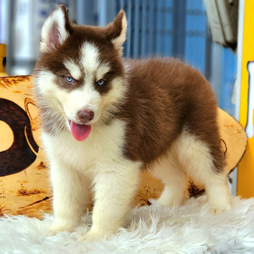 Chó Husky con lông nâu đỏ mắt xanh, đứng trên thảm lông trắng