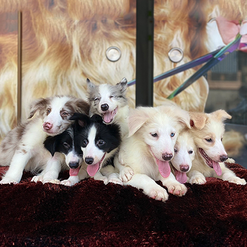 Đàn chó Border Collie đa màu siêu đáng yêu