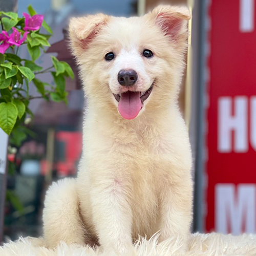 Chó Border Collie vàng trắng con thuần chủng ngồi cười rạng rỡ