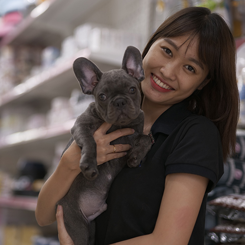 Chó Bull Pháp màu xám Blue được bế bởi nhân viên trong cửa hàng thú cưng