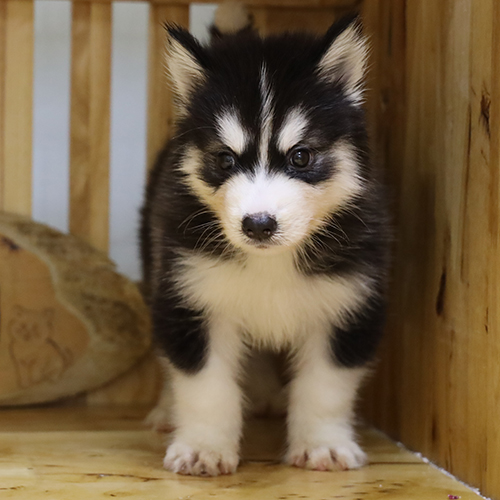 Chó Husky con lông đen trắng đứng trong chuồng gỗ
