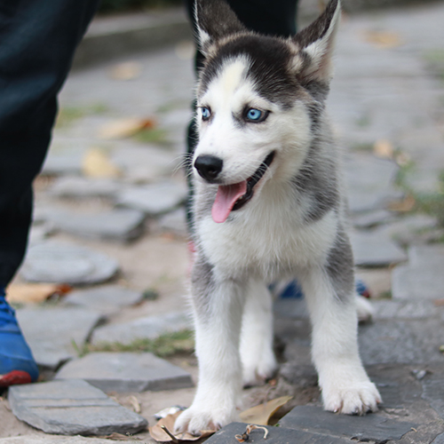 Chó Husky con mắt xanh, lưỡi thè, đi dạo ngoài trời cùng chủ