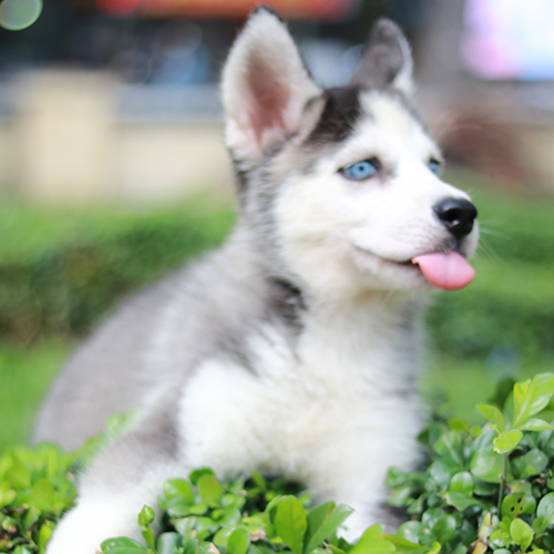 Chó Husky con màu xám trắng với đôi mắt xanh dương, đang thè lưỡi tinh nghịch bên bụi cây