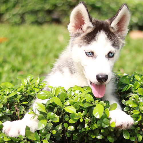 Chó Husky con lông trắng đen đang thè lưỡi và mỉm cười sau bụi cây xanh