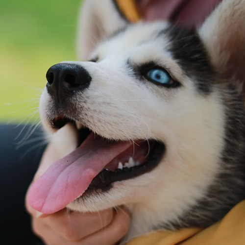 Chó Husky mắt xanh thè lưỡi sau khi được chải lông sạch sẽ