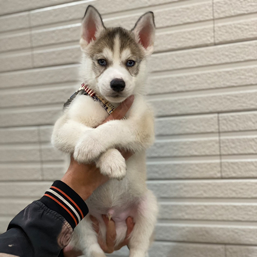 Chó Husky con lông xám trắng, biểu cảm nghiêm túc nhưng ngộ nghĩnh, được bế bằng hai tay