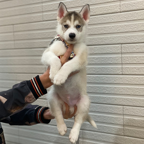 Chó Husky Siberian con được bế đứng, lông xám trắng, mắt nâu sáng và vóc dáng khỏe mạnh