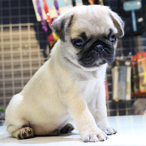 Chó Pug mặt xệ 2 tháng tuổi nằm thư giãn, lông vàng mượt, ánh mắt long lanh đáng yêu