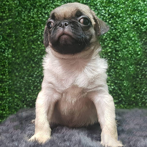 Chó Pug mặt xệ ngồi nghiêm nghị trên thảm lông, nền cỏ nhân tạo xanh phía sau