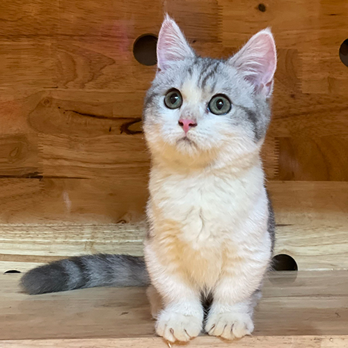 Mèo Munchkin Bi Tabby chân ngắn với bộ lông xám trắng đáng yêu.
