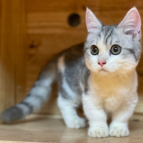 Mèo Munchkin chân ngắn Bicolor Tabby, đôi mắt to tròn, bộ lông mềm mượt, đáng yêu và quấn chủ.