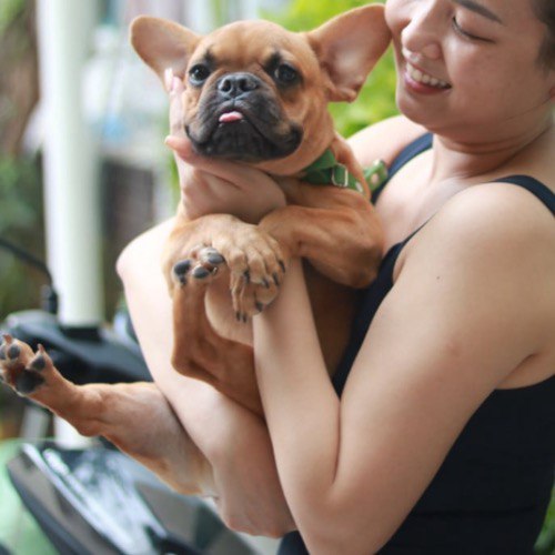 Chó Bull Pháp nhỏ nhắn được bế trên tay, dễ thương và thân thiện.