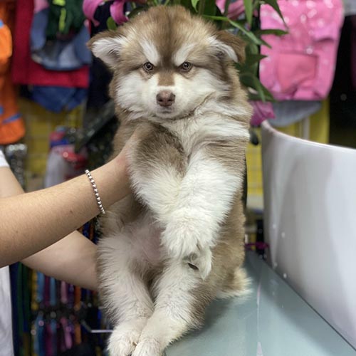 Chó Alaska Malamute lông nâu đỏ tại Chomeocanh.com, đáng yêu và khỏe mạnh.