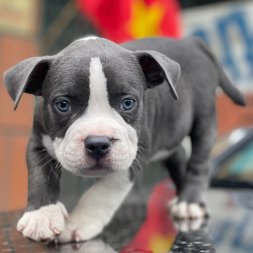 Chó Bully American 3 tháng tuổi đứng trên mui xe