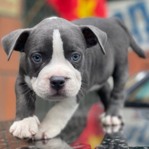 Chó Bully thuần chủng có VKA, lông xám trắng, mắt xanh, đứng trên mặt kính