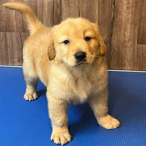 Chó Golden Retriever con màu vàng đậm 2 tháng tuổi đáng yêu