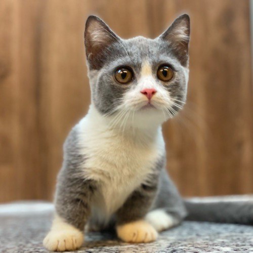 Mèo Munchkin lai Anh lông ngắn màu bicolor xám trắng với đôi mắt to tròn và dáng vẻ đáng yêu.