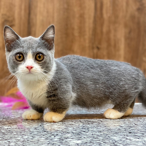Mèo Munchkin chân ngắn, màu Bicolor, mắt tròn, mũi hồng, 2 tháng tuổi, đáng yêu và quấn chủ.