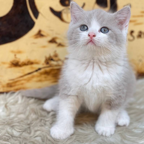 Mèo Anh lông ngắn bicolor xám trắng ngồi trên thảm lông