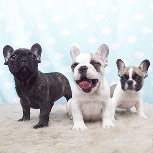 Ba chú chó Bull Pháp con với màu lông vện và bò sữa siêu đáng yêu.