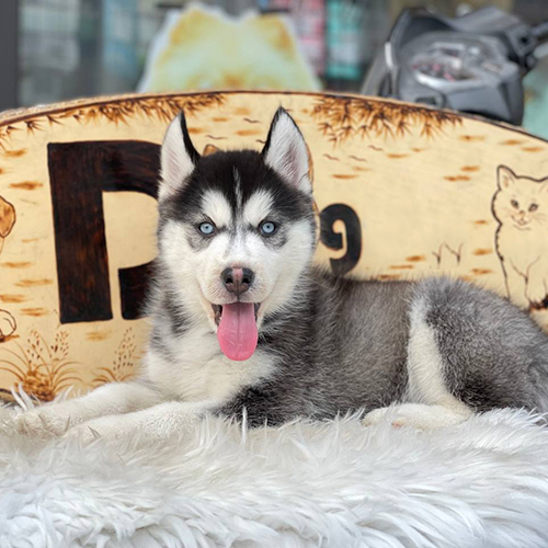 Chú chó Husky lông trắng đen với đôi mắt xanh dương nổi bật đang nằm trên thảm lông trắng, phía sau là bảng gỗ khắc hình chó mèo.