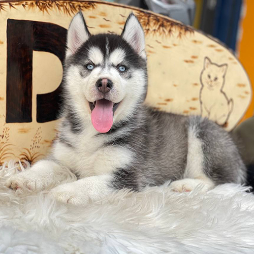 Chó Husky con nằm trên thảm lông trắng, thè lưỡi cười toe toét, phía sau là bảng hiệu Chomeocanh.com