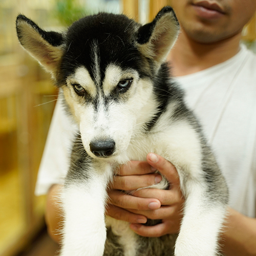 Chó Husky đực đen trắng với ánh mắt biểu cảm cực ngầu
