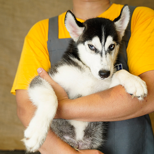Chó Husky đen trắng được bế trên tay, ánh mắt tinh nghịch và biểu cảm hài hước