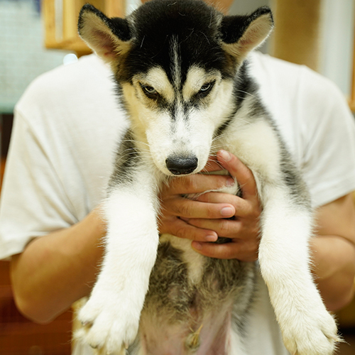 Chó Husky con mặt ngầu, được bế bởi người mặc áo trắng