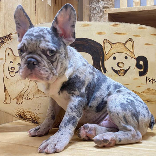Chó Bull Pháp màu Blue Merle ngồi trong chuồng gỗ với lọ hoa khô bên cạnh.