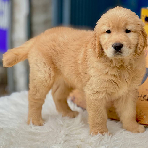 Golden Retriever 2 tháng tuổi lông vàng đậm nằm thư giãn siêu đáng yêu