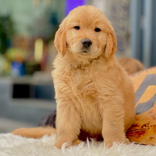 Chó Golden Retriever vàng đậm 2 tháng tuổi nằm trên thảm lông trắng
