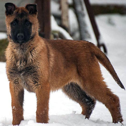 Chó Malinois đực 4 tháng tuổi đứng trên nền tuyết trắng
