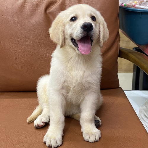 Golden Retriever 2 tháng tuổi màu kem ngồi ghế da dễ thương, miệng há cười tươi