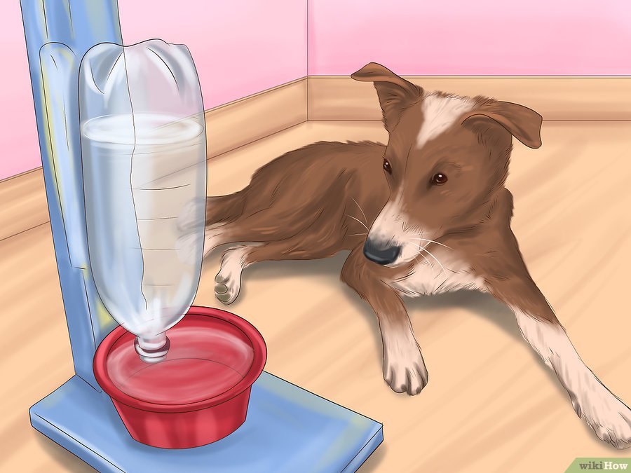 Bạn cần cung cấp đầy đủ nước, thường xuyên và liên tục trong ngày cho chú cún của mình