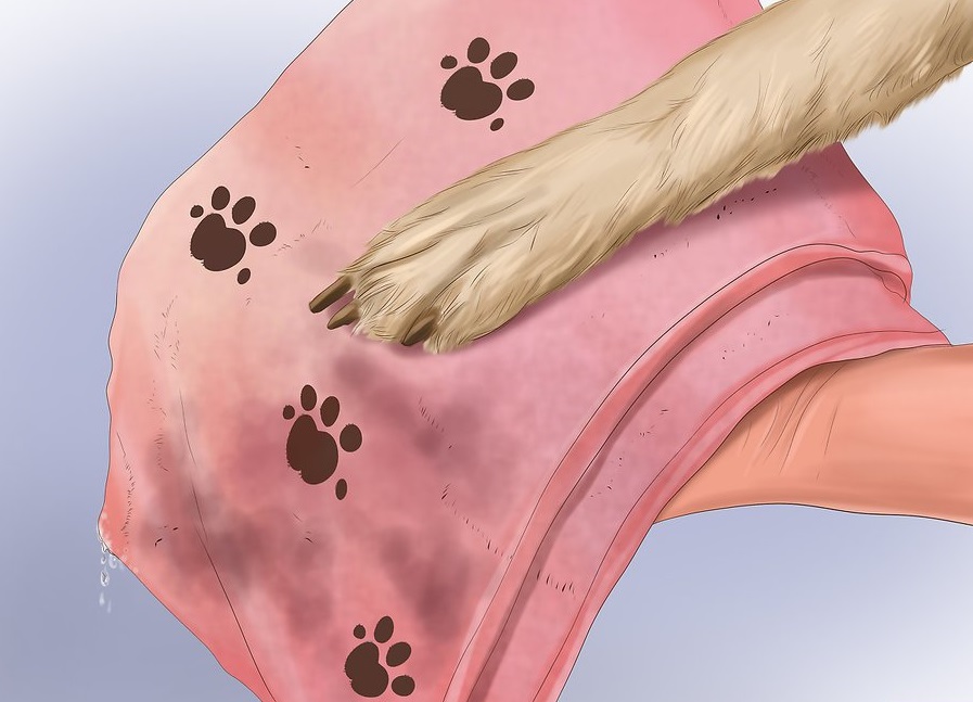 Bạn cũng có thể dùng cồn y tế làm ướt bàn chân chó. Cồn sẽ làm mát và bốc hơi rất nhanh làm giảm thân nhiệt rất hiệu quả