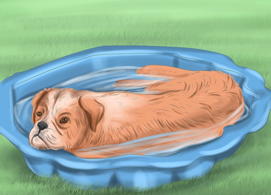 Nếu nhà có sân vườn. Bạn nên chuẩn bị bể hay bồn nước để cún cưng của mình giải nhiệt
