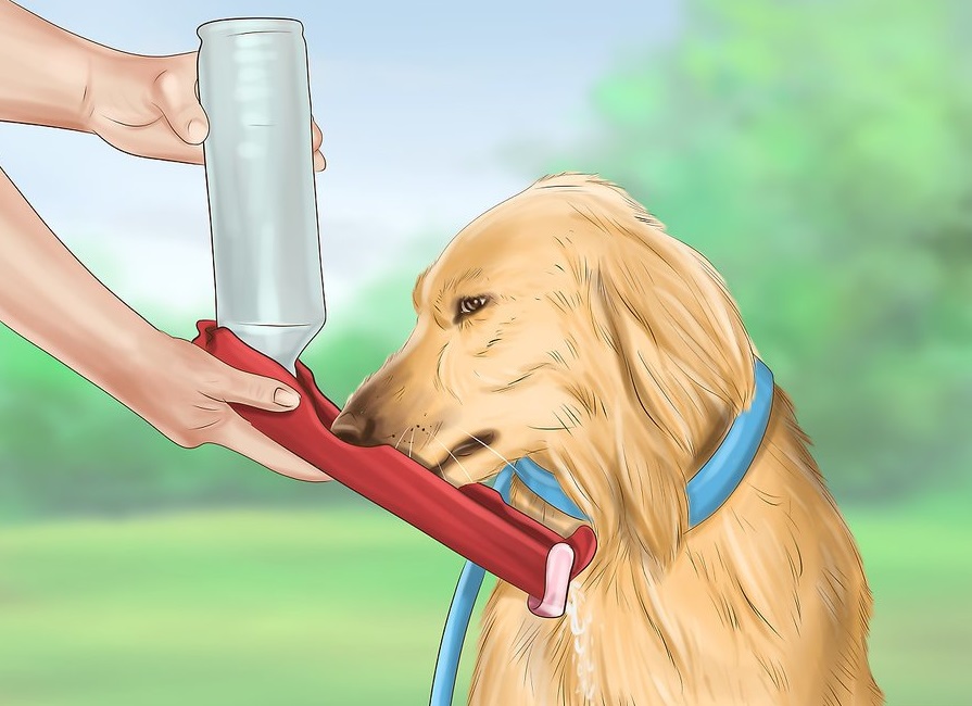 Nếu bắt buộc phải cho chó ra ngoài lúc trời nắng. Bạn nhớ mang theo nước cho chú cún của mình.