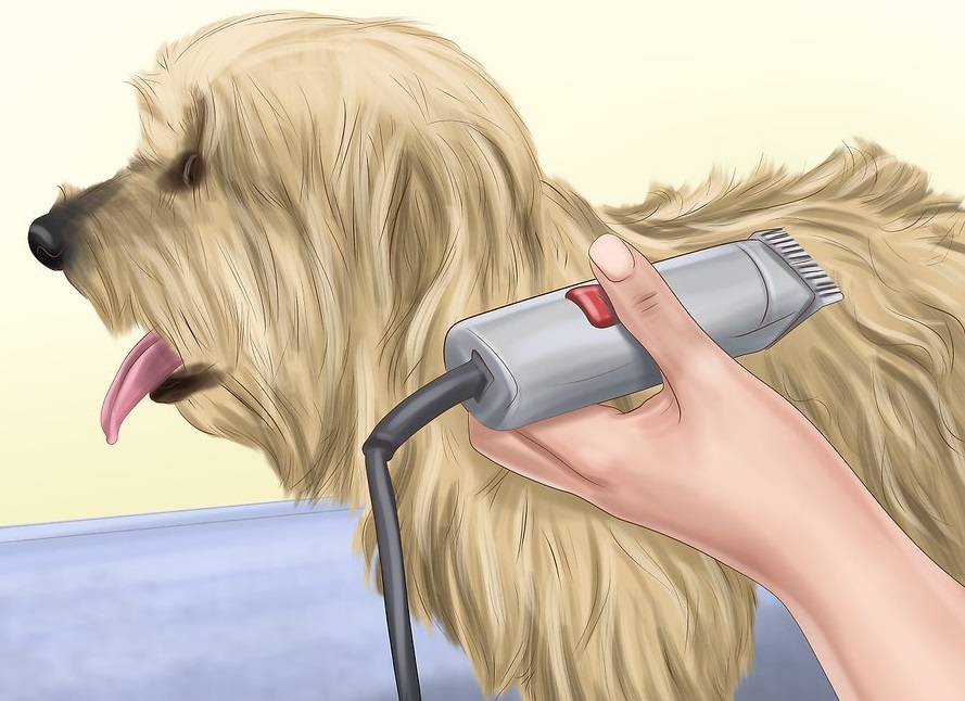 Bạn nên cạo lông cho cún cưng vào mùa hè nắng nóng.