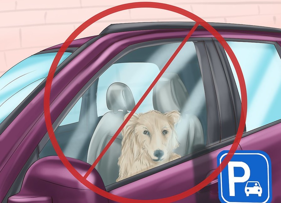Không để chó trong xe khi trời nắng nóng