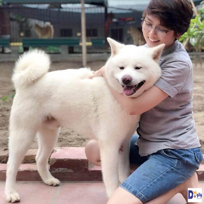 Shinichi: chú chó Akita Inu màu trắng tuyệt đẹp của trang trại Chomeocanh.com Pets Farm