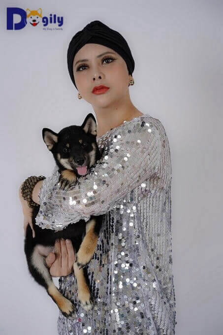 Chó Shiba Inu rất được giới nghệ sỹ, doanh nhân tại Việt nam yêu thích
