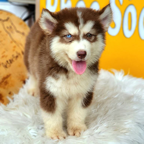 Chó Husky Wooly lai Alaska lông nâu trắng bồng bềnh, 2 tháng tuổi, tên Aura, dáng đáng yêu.
