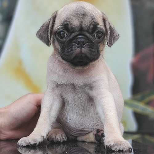 Chó Pug mặt xệ ngồi trên bàn kính đen, ánh mắt long lanh cực kỳ đáng yêu