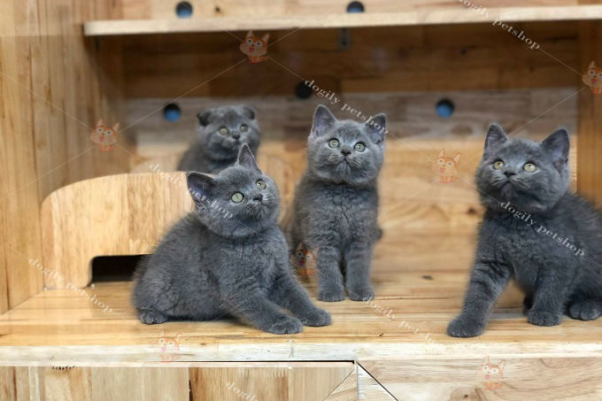 Đàn 4 mèo Anh lông ngắn xám xanh năm 2018