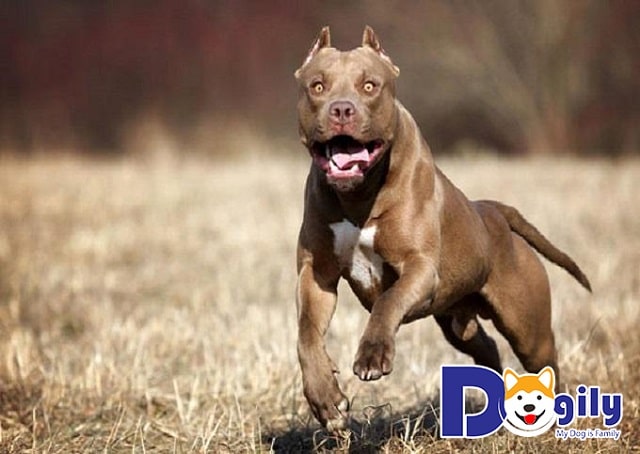 Giá của chó Pitbull được nhập khẩu từ Thái Lan, châu Âu